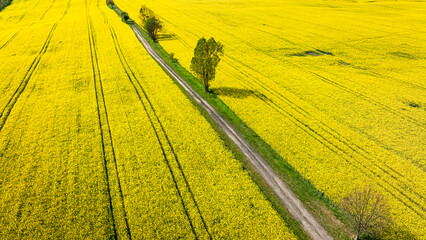 Yellow rape flowers and tractor tracks in countryside.