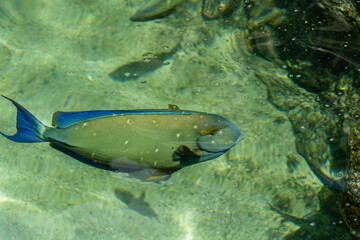 Ringtail Surgeonfish fish at the Maui Aquarium, Hawaii