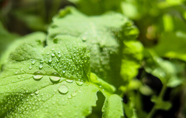 Drops of water in sun light on green leaf of radish plant close up during sunny warm day
