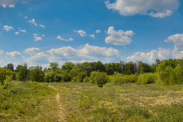 Obraz premium Polish countryside landscape, green trees, forest and field in sun light during sunny summer warm day