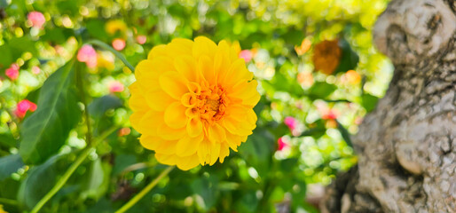Dahlia close-up on a blurry very beautiful background.