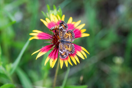 Spring wildflower in full bloom on rural country roadside in Texas Hill Country