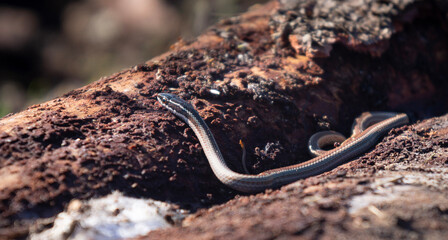 little snake posing in the sun, Philodryas chamissonis