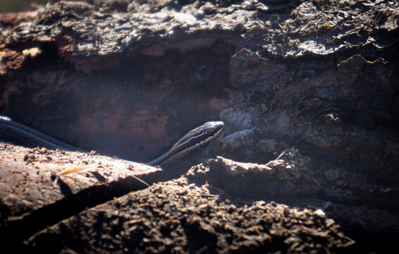 little snake posing in the sun, Philodryas chamissonis