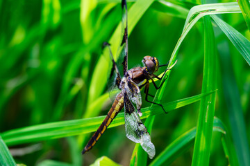 An immature male widow skimmer dragonfly sits lightly on reed next to a lake in Wisconsin.