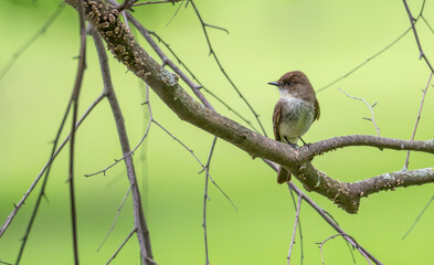Closeup of an eastern phoebe perched in a tree. Bright green blur of spring leaves in the background.