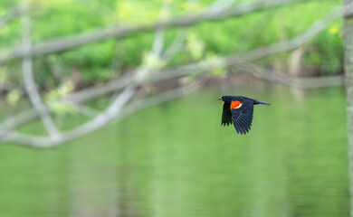Red-winged blackbird flies past a lake. Bright green leaves reflected in the water in the...