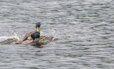Male mallard ducks fight in the water over mating with a female.