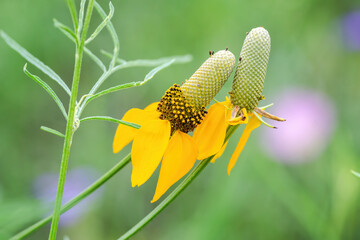Spring wildflower in full bloom on rural country roadside in Texas Hill Country