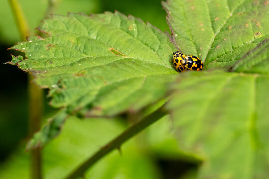 Due coccinelle innamorate su foglie