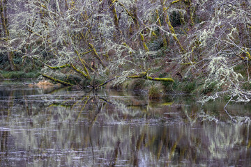 Fallen tree hanging over the water with a colorful reflection on the Oregon coast