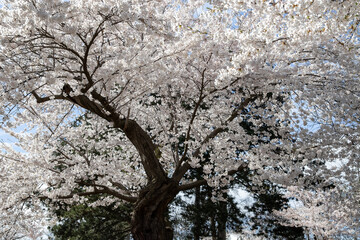 Cherry blossoms in full bloom in the city park in spring. High Park, Toronto.