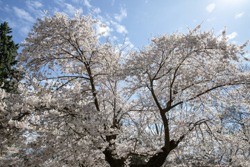 Cherry blossoms in full bloom in the park, Toronto, Canada.