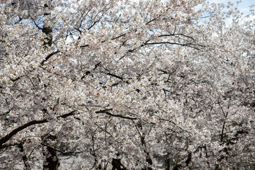 Cherry blossoms in full bloom in Toronto, Canada. Cherry blossom in spring.