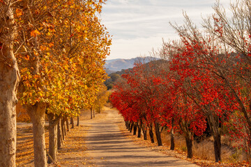 autumn trees along road