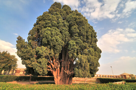 The Cypress of Abarkuh  also called the Zoroastrian Sarv  in Abarkuh in Yazd Province of Iran