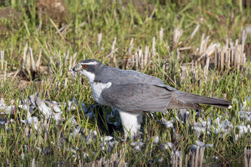 捕らえた獲物を食べるオオタカ