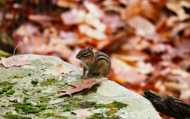 Chipmunk in autumn at the Great Smoky Mountains