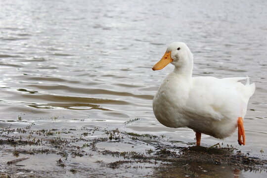 pato