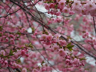 cherry blossom