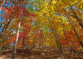 Hiking Through a Cathedral of Color