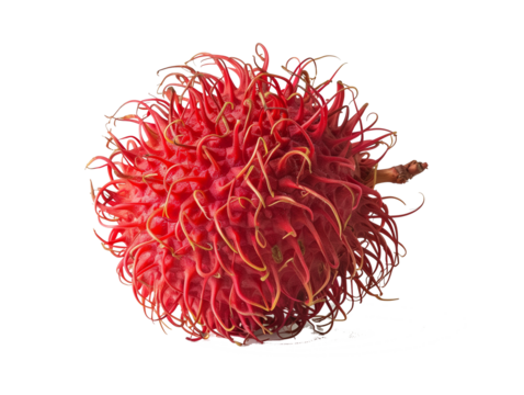 A Single Rambutan with a Transparent Background PNG