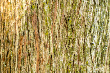 Obraz premium Closeup of tree trunk