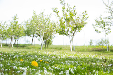 Yellow dandelions and white flowers of cherry or apple tree among green grass. Blooming flowers and...