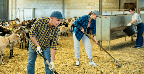 Focused adult farmer cleaning goat shelter. Daily routine of breeder of small cattle..