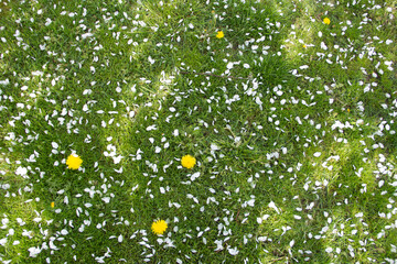 Yellow dandelions and white flowers of cherry or apple tree among green grass. Blooming flowers and leaves in garden on a spring sunny day. Plants close up - Powered by Adobe