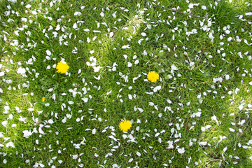 Yellow dandelions and white flowers of cherry or apple tree among green grass. Blooming flowers and...