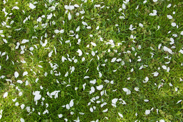 Yellow dandelions and white flowers of cherry or apple tree among green grass. Blooming flowers and leaves in garden on a spring sunny day. Plants close up