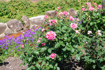 ピンクの薔薇たち