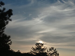 sunset in the forest