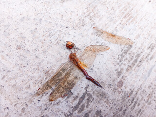dead dragonfly on the cement floor. The dragonfly's head and wings are separated from its body. ants swarm around a dead dragonfly
