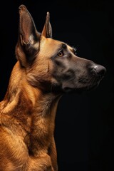 Mystic portrait of Belgian Malinois, Isolated on black background