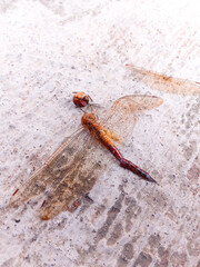 dead dragonfly on the cement floor. The dragonfly's head and wings are separated from its body. ants swarm around a dead dragonfly
