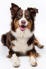 Mystic portrait of Border Collie Isolated on white background