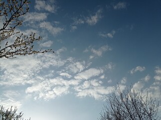 tree branches against sky