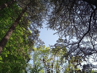 trees and sky