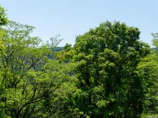 青空と新緑の樹木