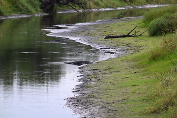 American alligator resting low water shore of Myakka River State Park, Florida
