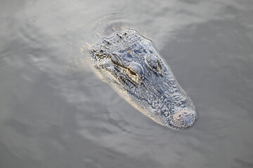 young Florida American alligator close-up Myakka River State Park, Florida