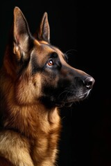 Mystic portrait of German Shepherd, copy space on right side, Close-up View,  Isolated on black background