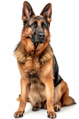 Mystic portrait of German Shepherd, full body View, isolated on white background