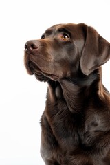 Mystic portrait of Labrador Retriever, Isolated on white background