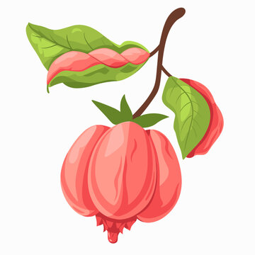 Rose apple fruit isolated on white background. Vector illustration in cartoon style.