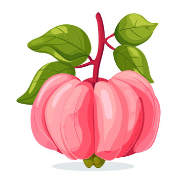 Rose apple with leaves on a white background. Vector illustration.