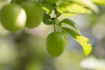 Fresh Green Plums on Tree Branch