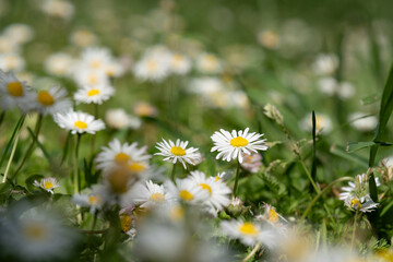 Field of Daisy Delight: A Sea of White and Yellow